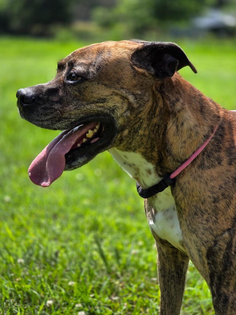 Enlarge Victory, a Adoptable Boxer in Carthage, MO image 1/4
