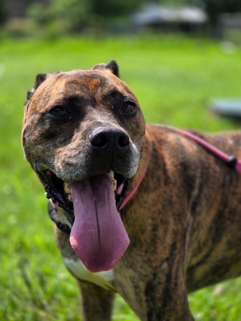 Enlarge Victory, a Adoptable Boxer in Carthage, MO image 2/4