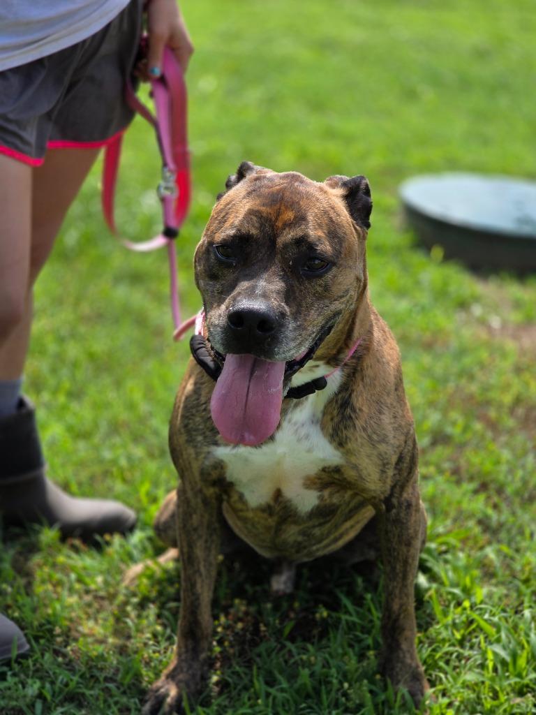 Enlarge Victory, a Adoptable Boxer in Carthage, MO image 3/4