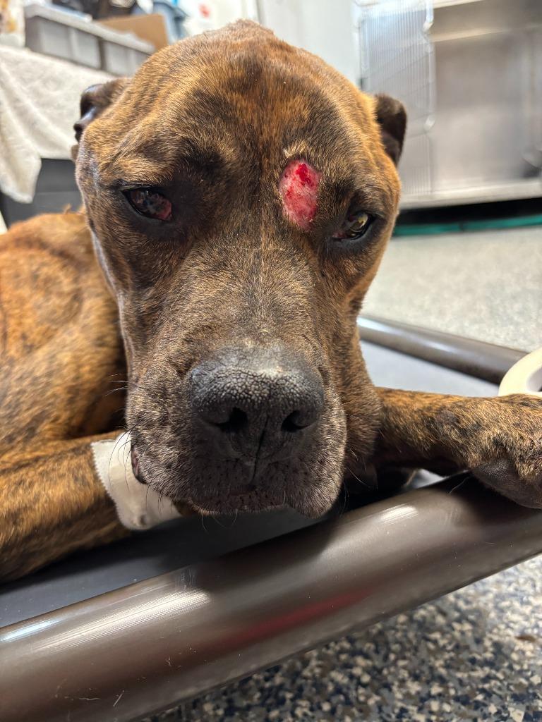 Victory, Adoptable, Adult Male Boxer.