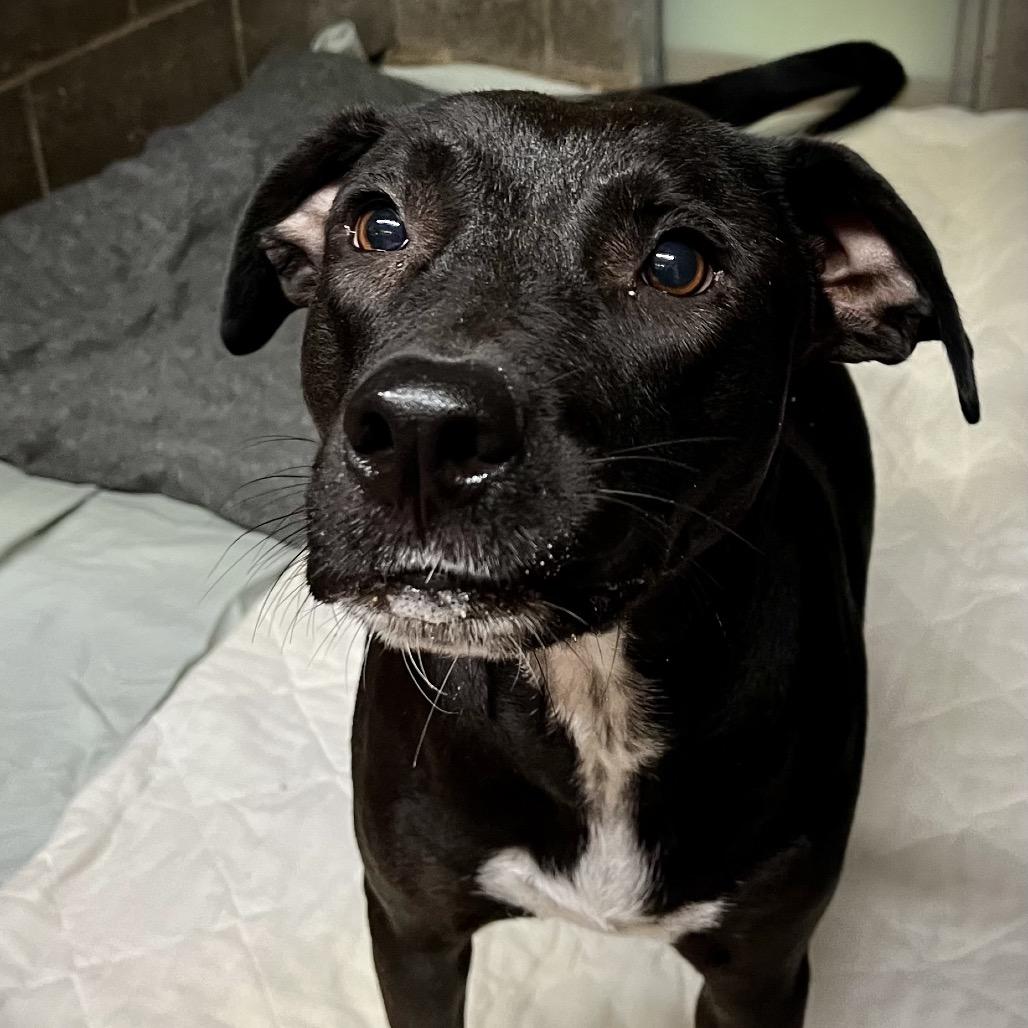 Swallowtail, Adoptable, Adult Female Mixed Breed.