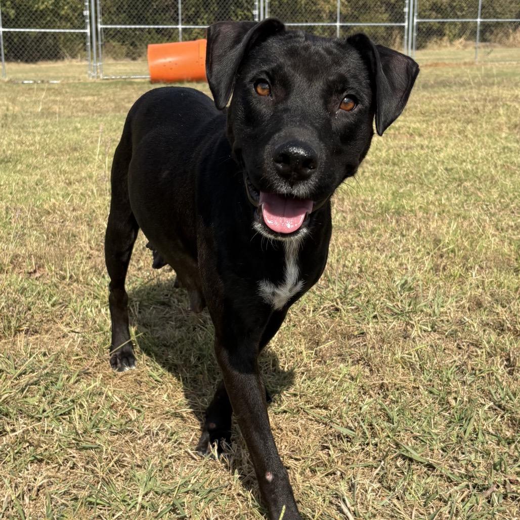 Enlarge Swallowtail, a Adoptable Mixed Breed in Pauls Valley, OK image 2/2
