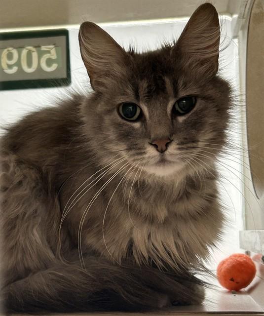 Enlarge DIAMOND, a Adoptable Domestic Long Hair in Pueblo, CO image 1/1