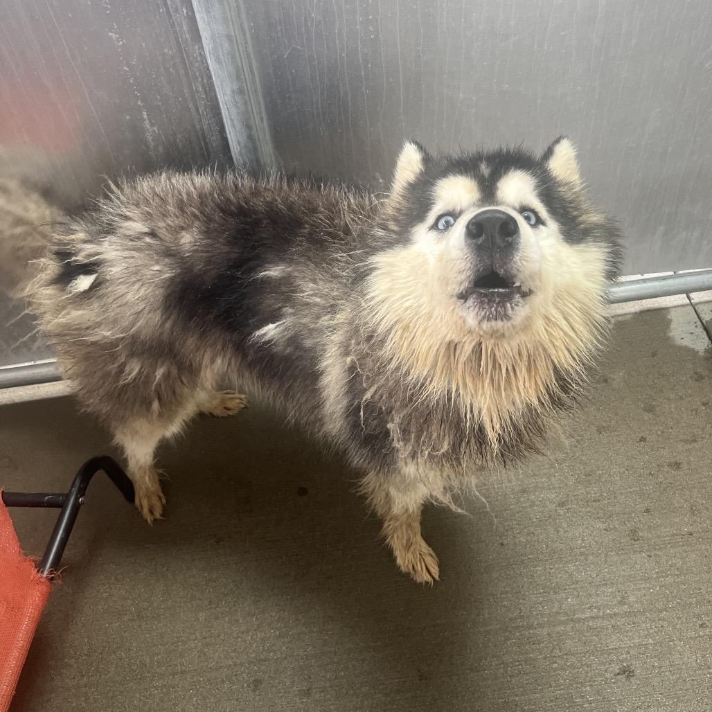 Macaroni, Adoptable, Adult Male Husky & Mixed Breed.