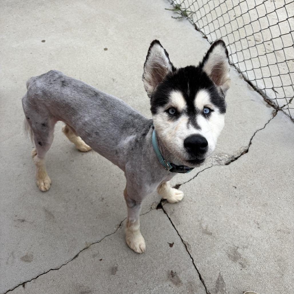 Enlarge Macaroni, a Adoptable mixed breed in Delaware, OH image 2/5