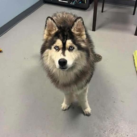 Enlarge Macaroni, a Adoptable mixed breed in Delaware, OH image 3/5