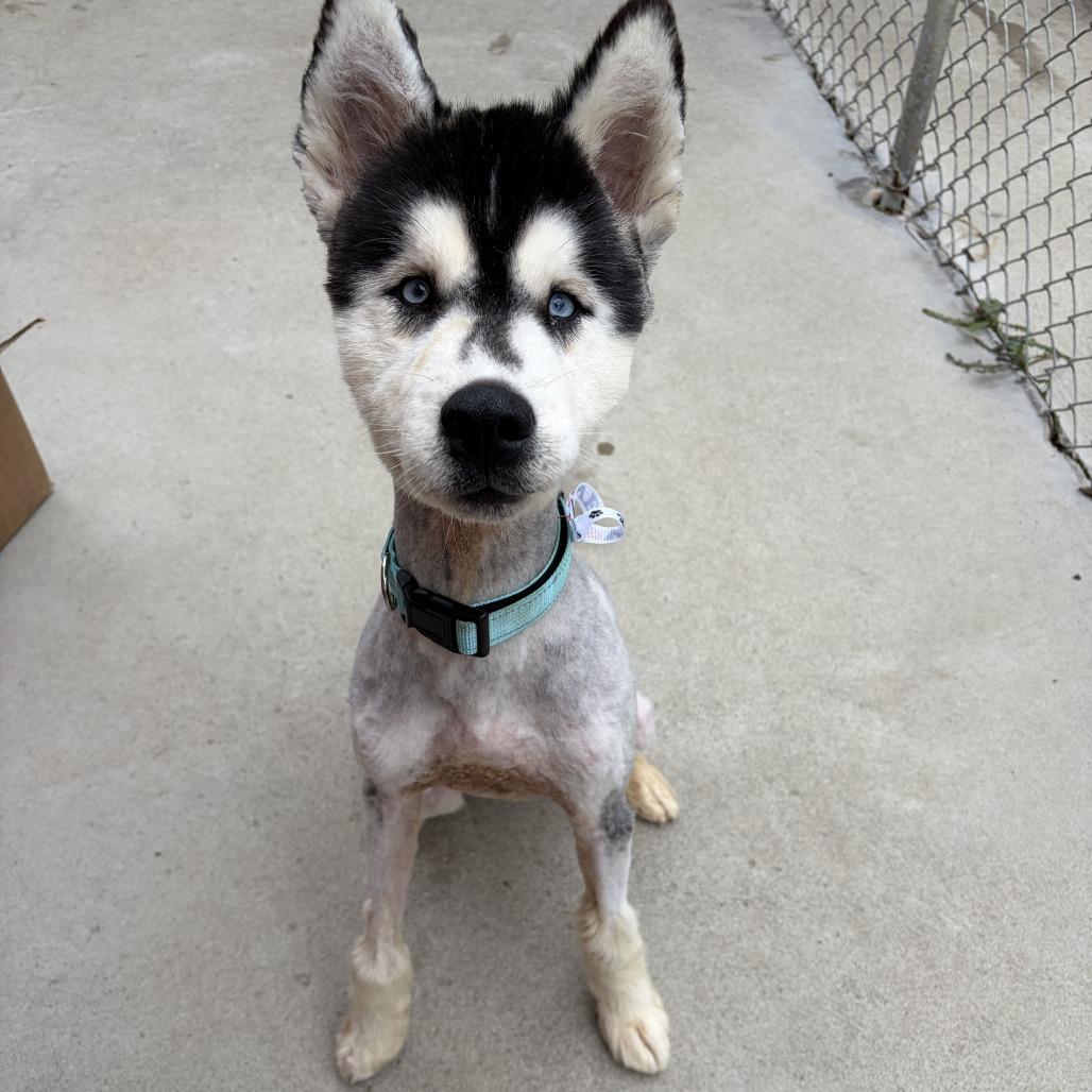Enlarge Macaroni, a Adoptable mixed breed in Delaware, OH image 4/5