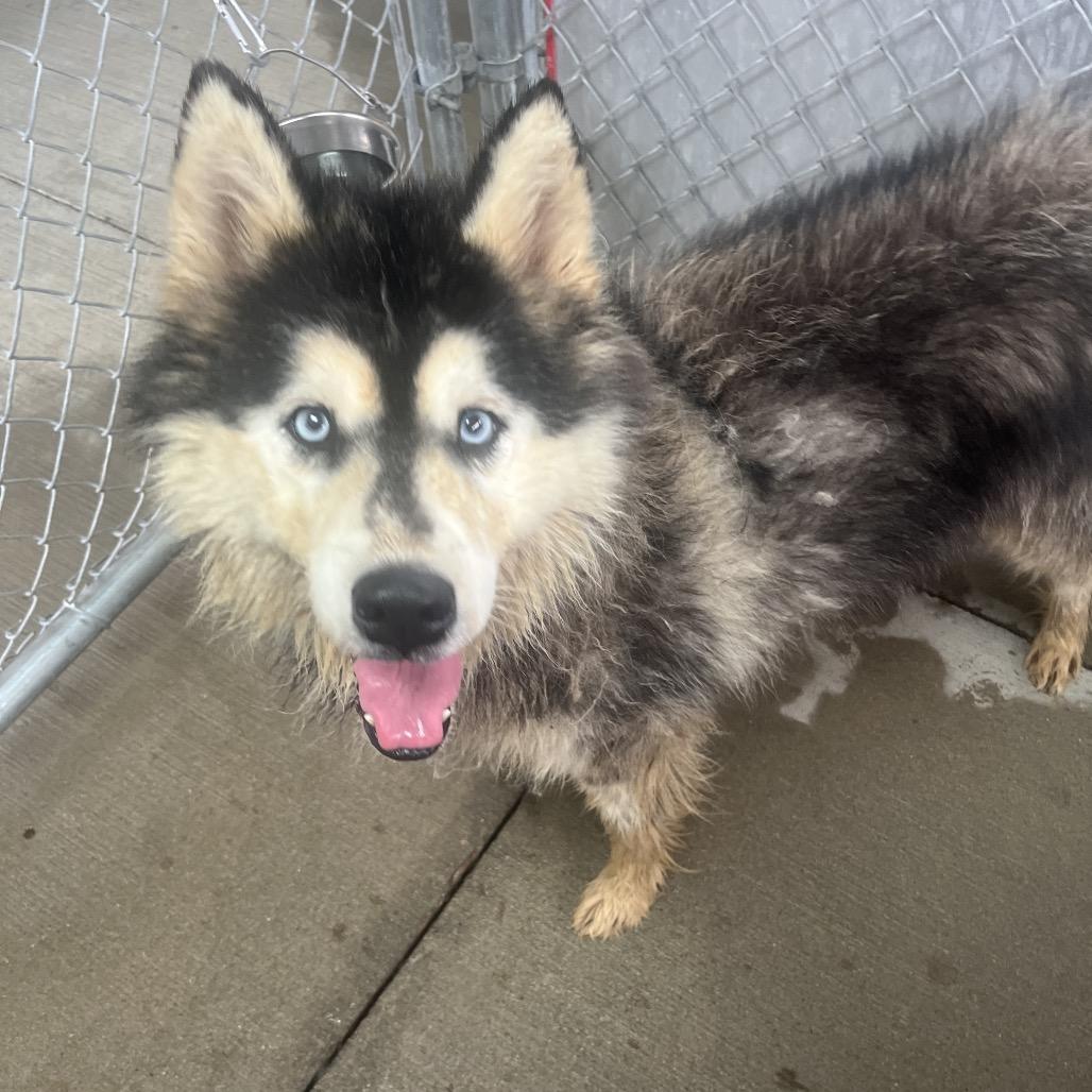 Enlarge Macaroni, a Adoptable mixed breed in Delaware, OH image 5/5