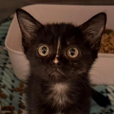 Pipswueak, Adoptable, Kitten Female Domestic Short Hair.