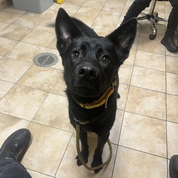 Enlarge Taco (mcas), a Adoptable mixed breed in Troutdale, OR image 1/1