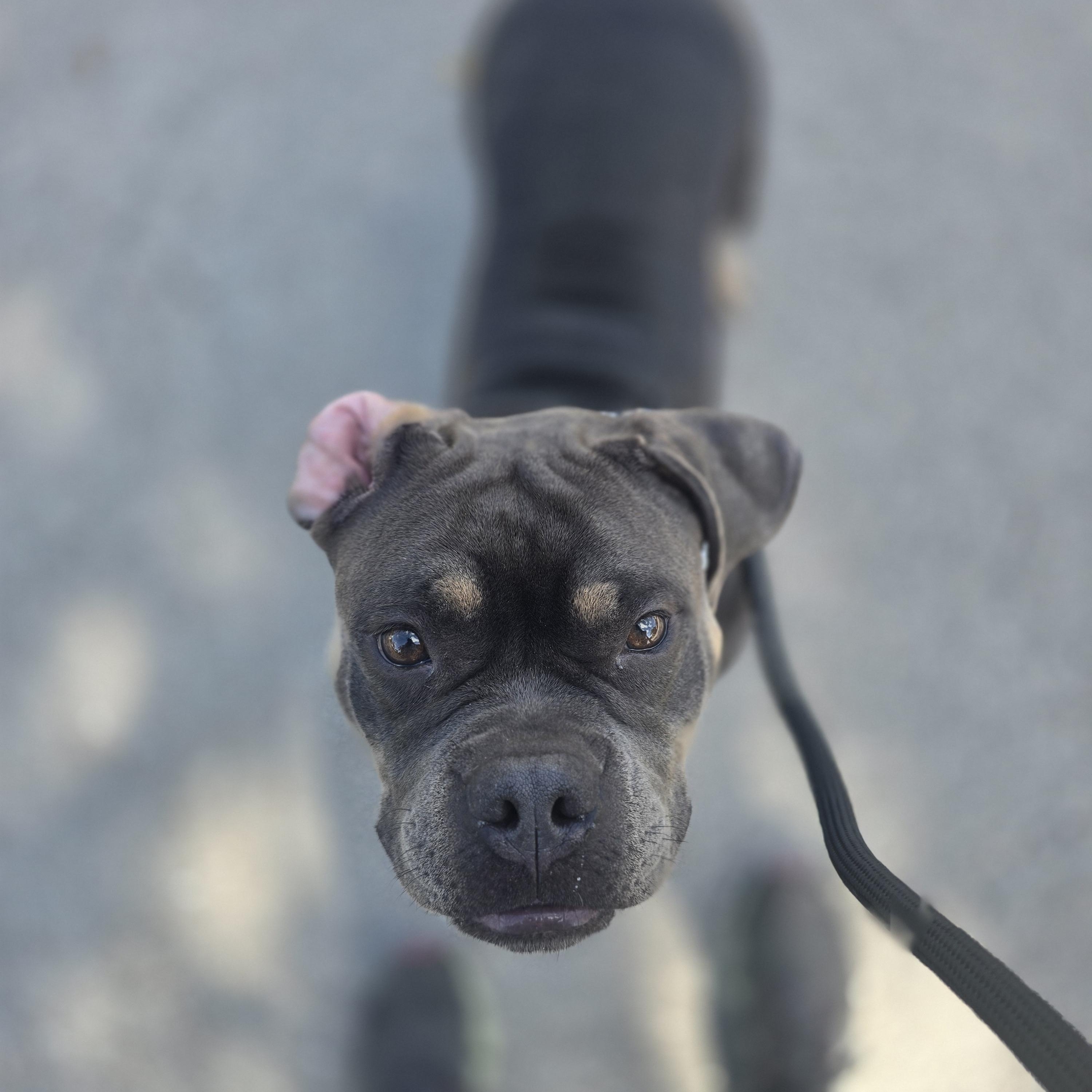 Enlarge Biscuit, a ADOPTABLE mixed breed in Margate, FL image 3/4