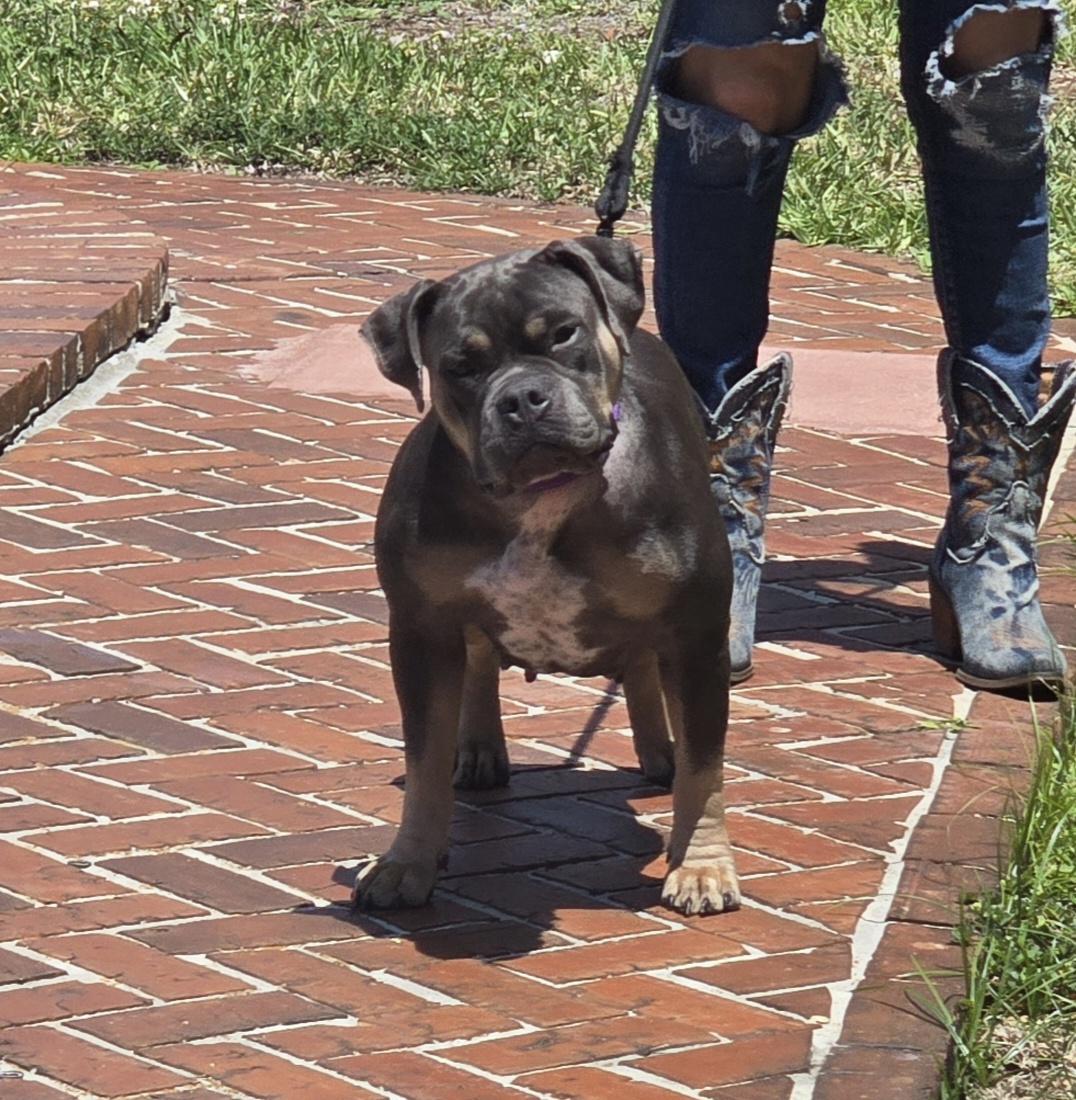 Enlarge Biscuit, a ADOPTABLE mixed breed in Margate, FL image 4/4