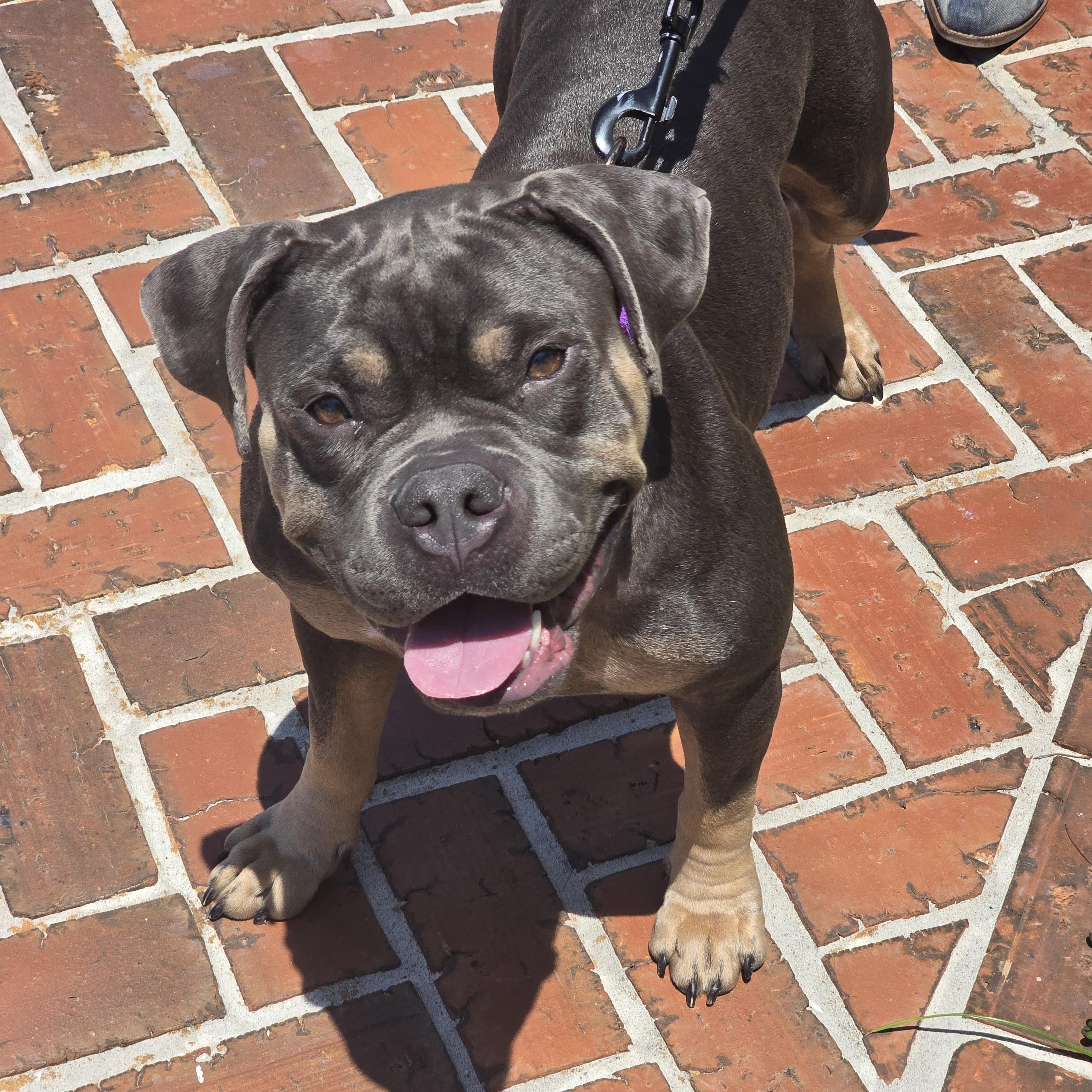 Biscuit, ADOPTABLE, Young Female American Bully.