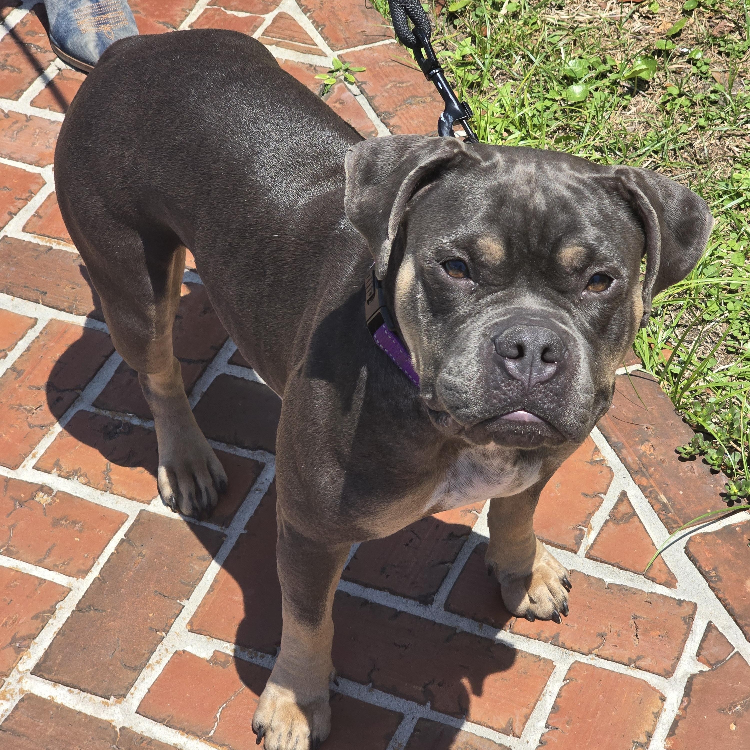 Enlarge Biscuit, a ADOPTABLE mixed breed in Margate, FL image 2/4