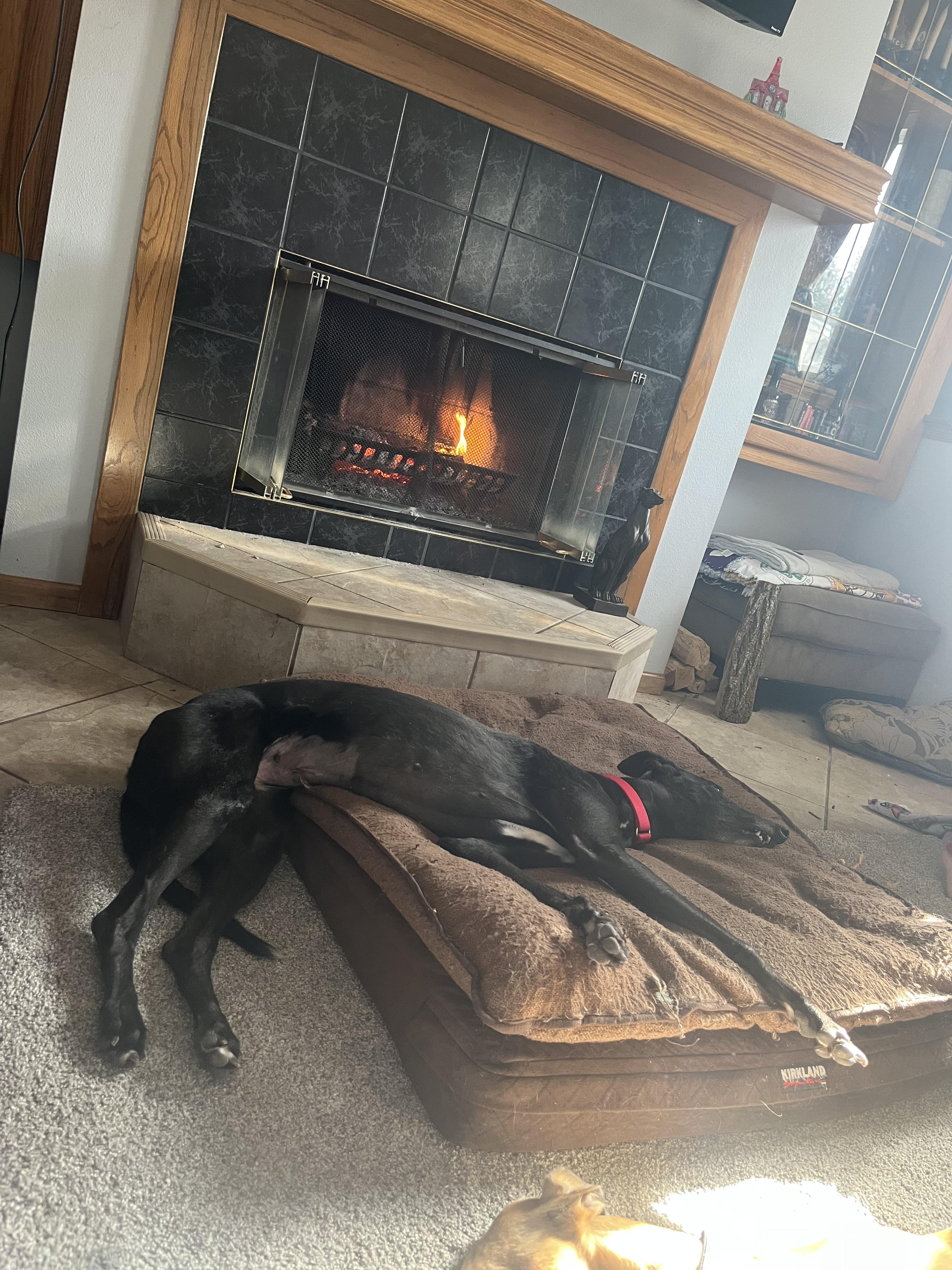 Enlarge Spike, an adopted Greyhound in Bondurant, IA image 2/3