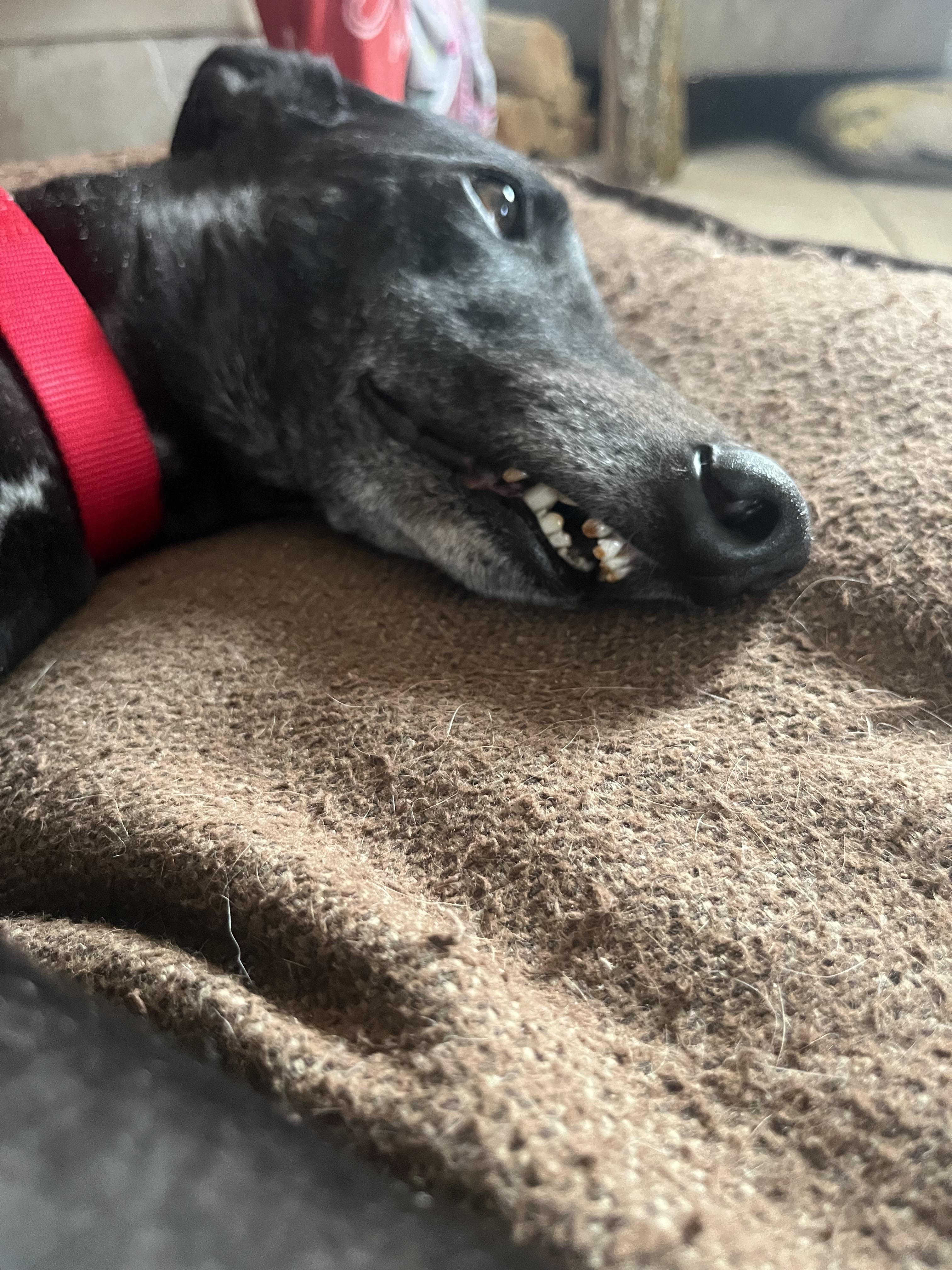 Enlarge Spike, an adopted Greyhound in Bondurant, IA image 3/3