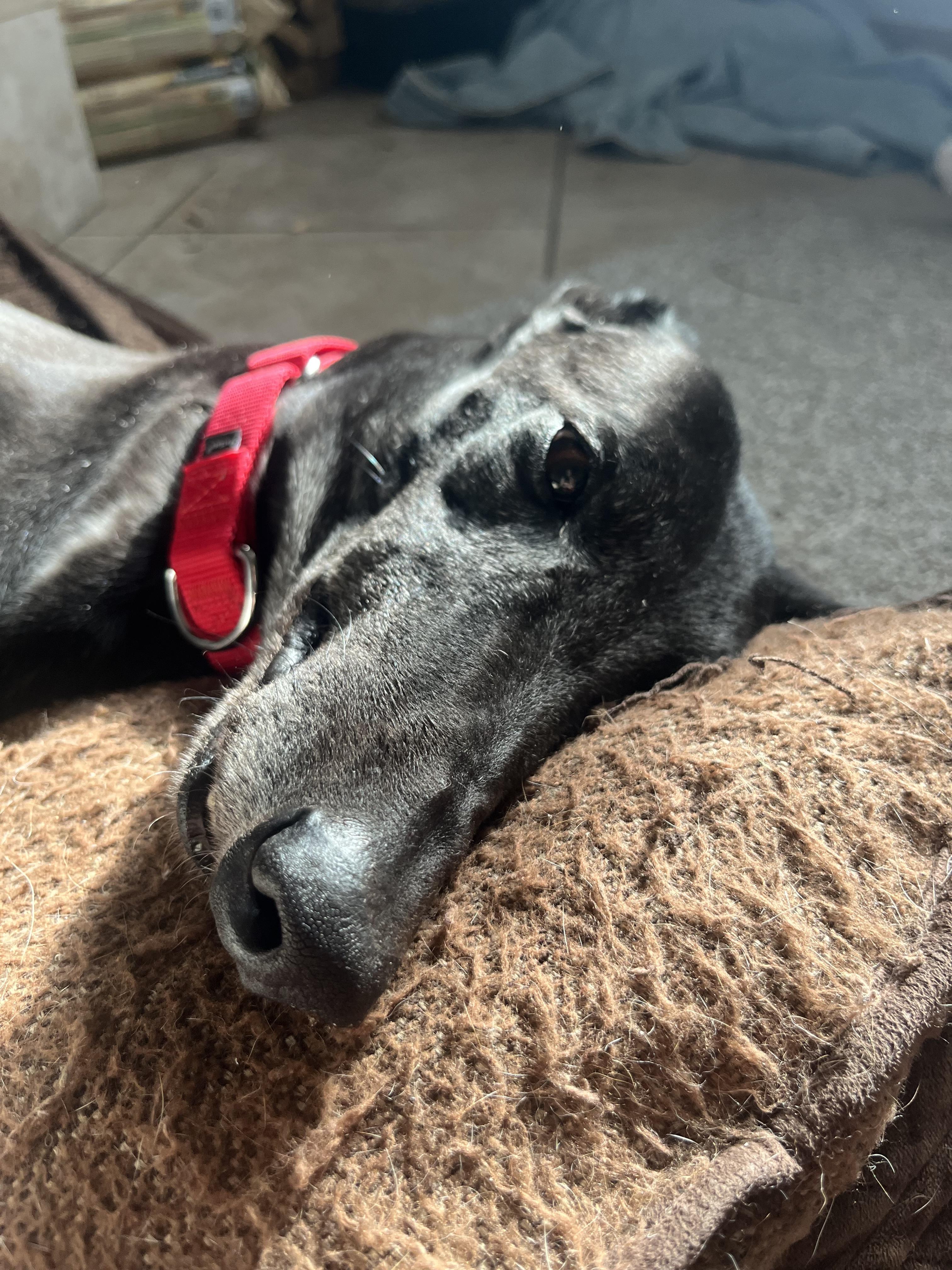Spike, adopted, Adult Female Greyhound.
