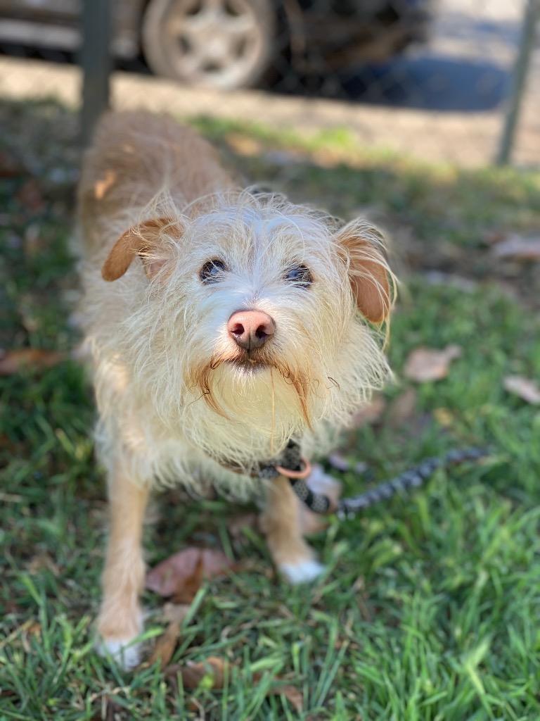 Scrappy, a Adoptable mixed breed in Chico, CA image 1/2
