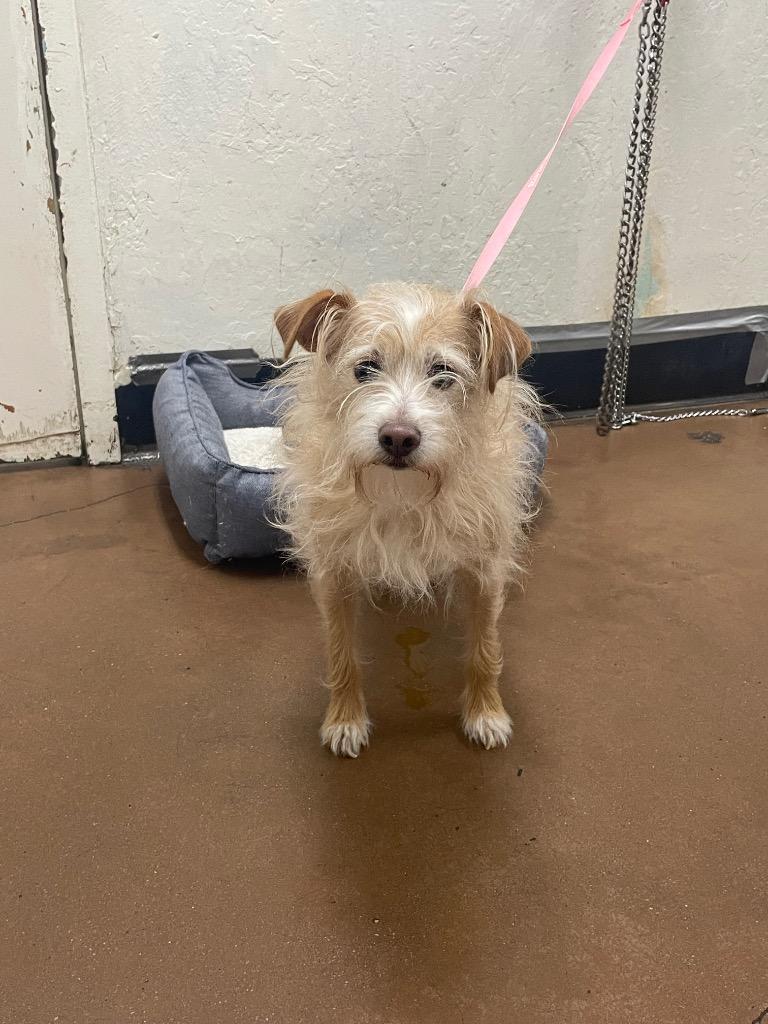 Scrappy, a Adoptable mixed breed in Chico, CA image 2/2