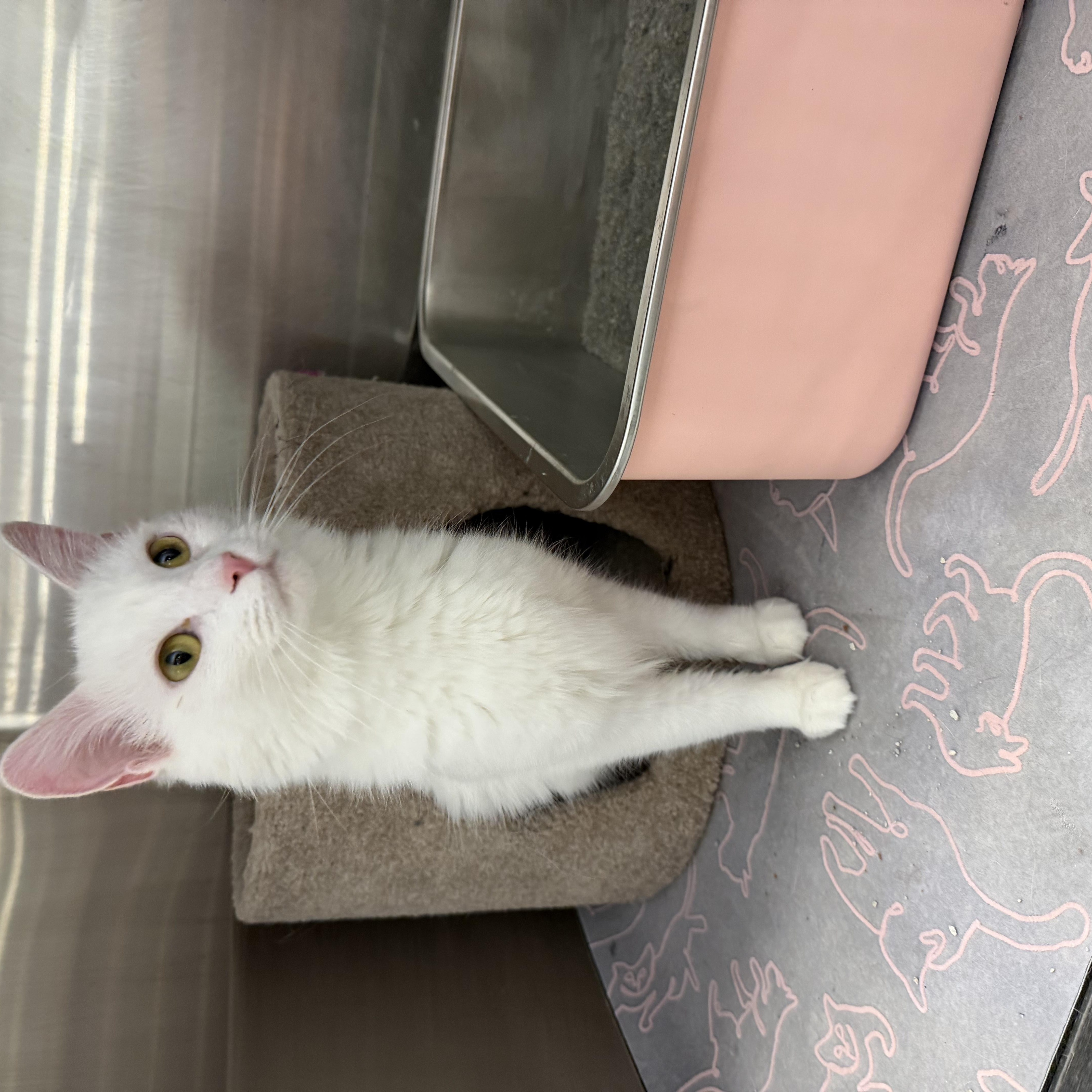 Enlarge Angora, a Adoptable Turkish Angora in Richmond, VA image 3/5