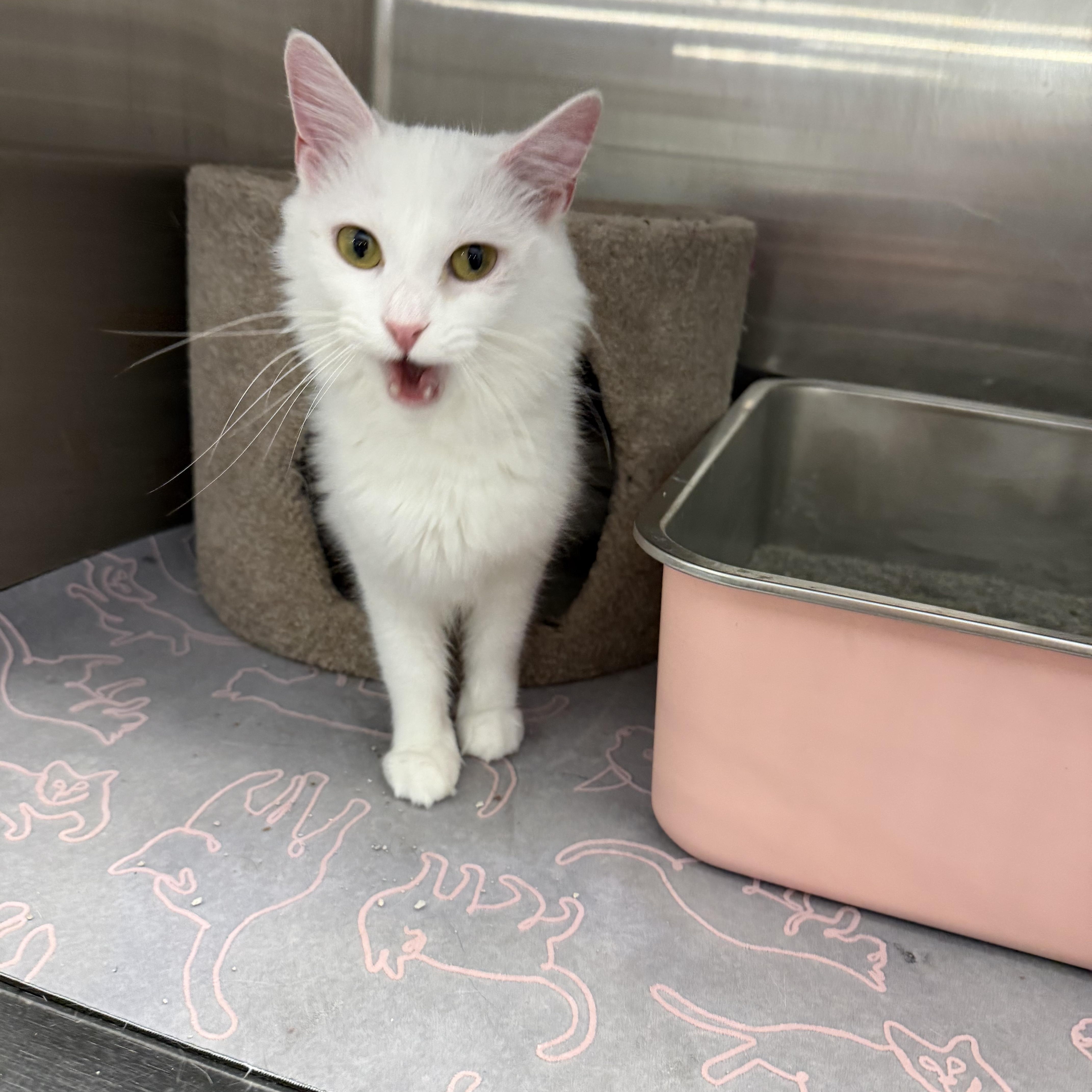 Enlarge Angora, a Adoptable Turkish Angora in Richmond, VA image 4/5
