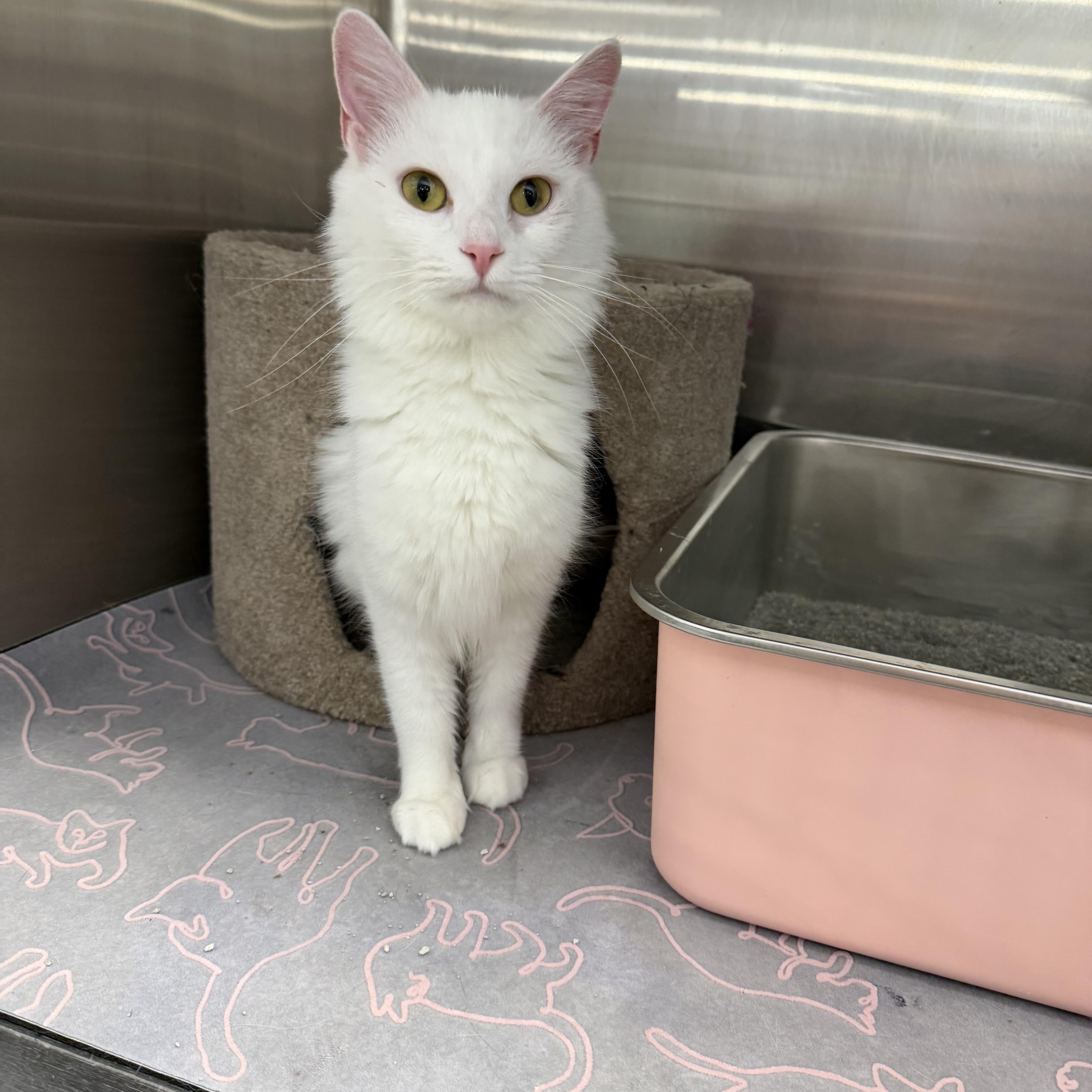 Enlarge Angora, a Adoptable Turkish Angora in Richmond, VA image 2/5