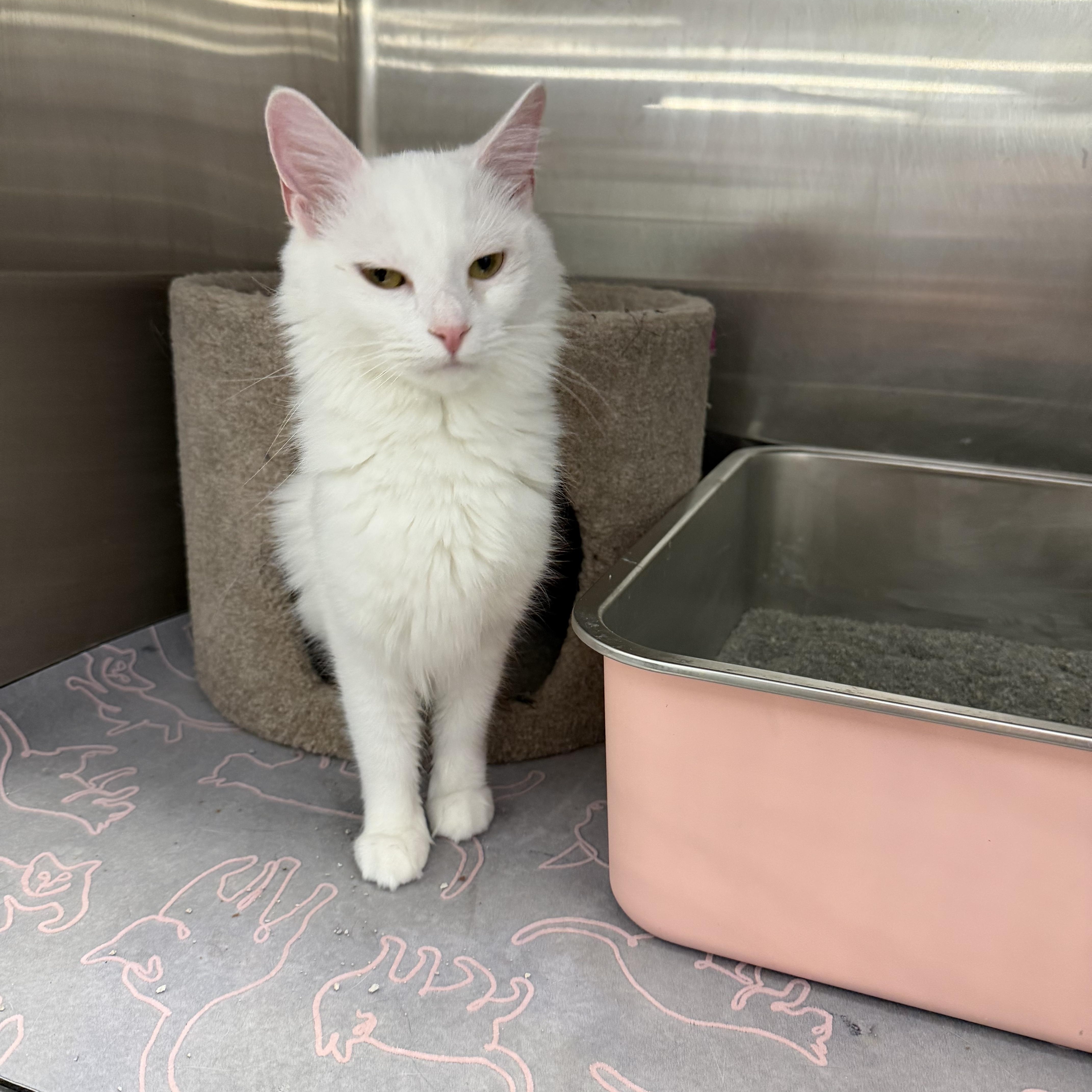 Enlarge Angora, a Adoptable Turkish Angora in Richmond, VA image 5/5