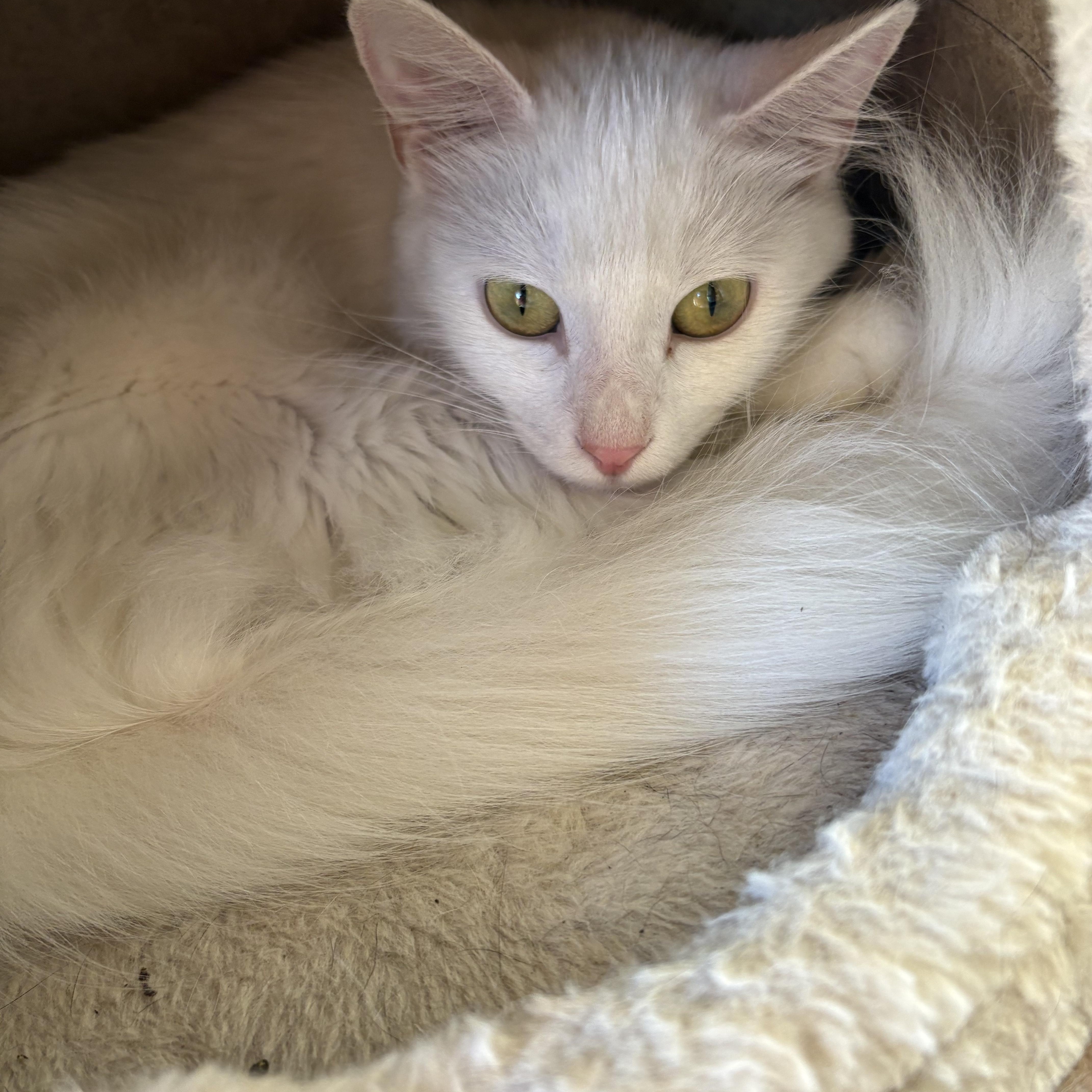 Angora, Adoptable, Kitten Female Turkish Angora.