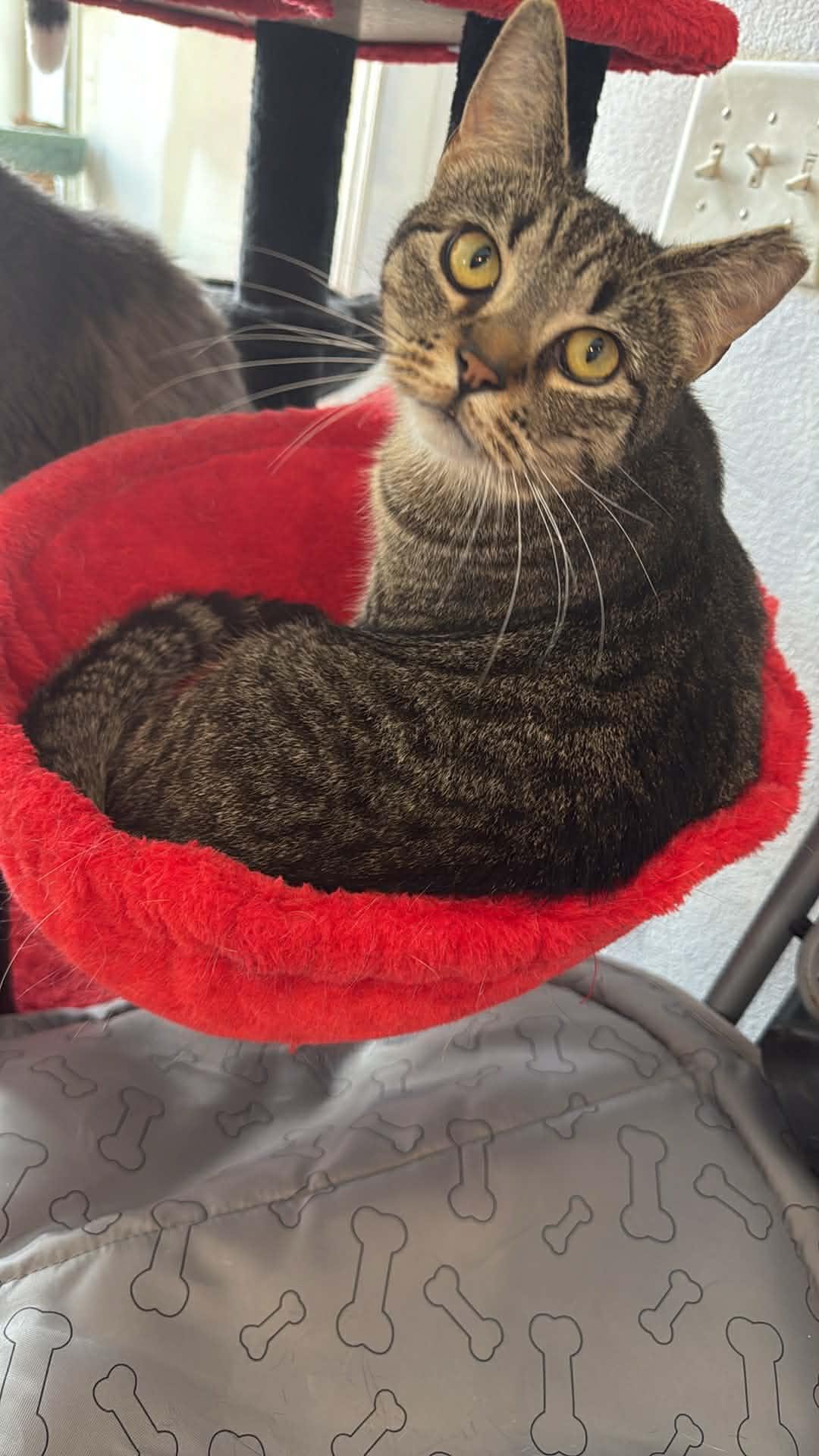 Enlarge Pookie, a ADOPTABLE Domestic Short Hair in Charlotte, NC image 2/2