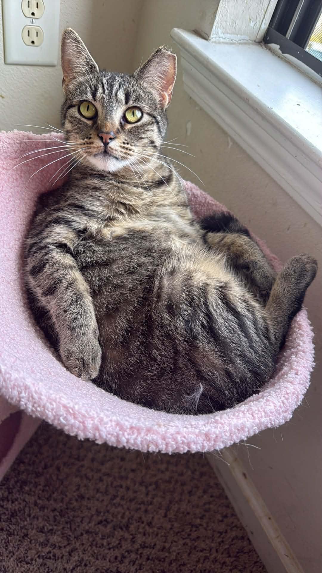 Enlarge Pookie, a ADOPTABLE Domestic Short Hair in Charlotte, NC image 1/2
