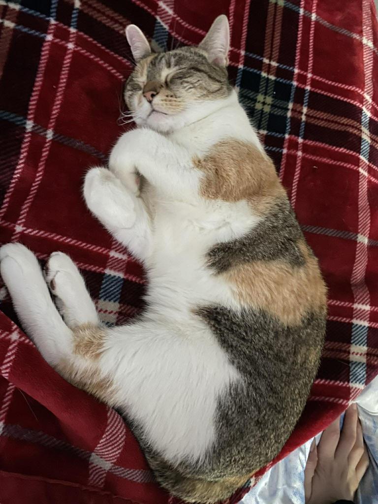 Barbara, Adoptable, Adult Female Domestic Short Hair.