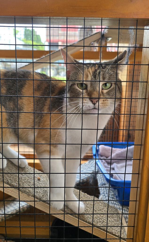 Enlarge Barbara, a Adoptable mixed breed in Athens, OH image 2/2
