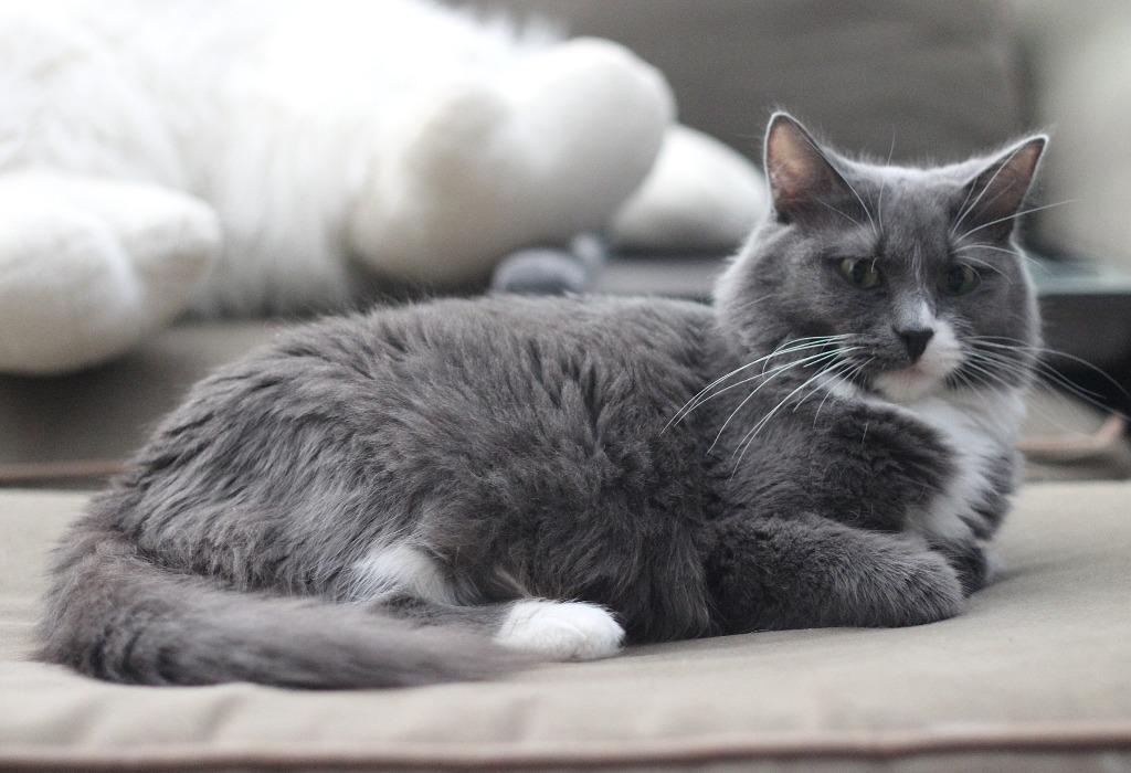 Poppy, Adoptable, Adult Female Domestic Long Hair.