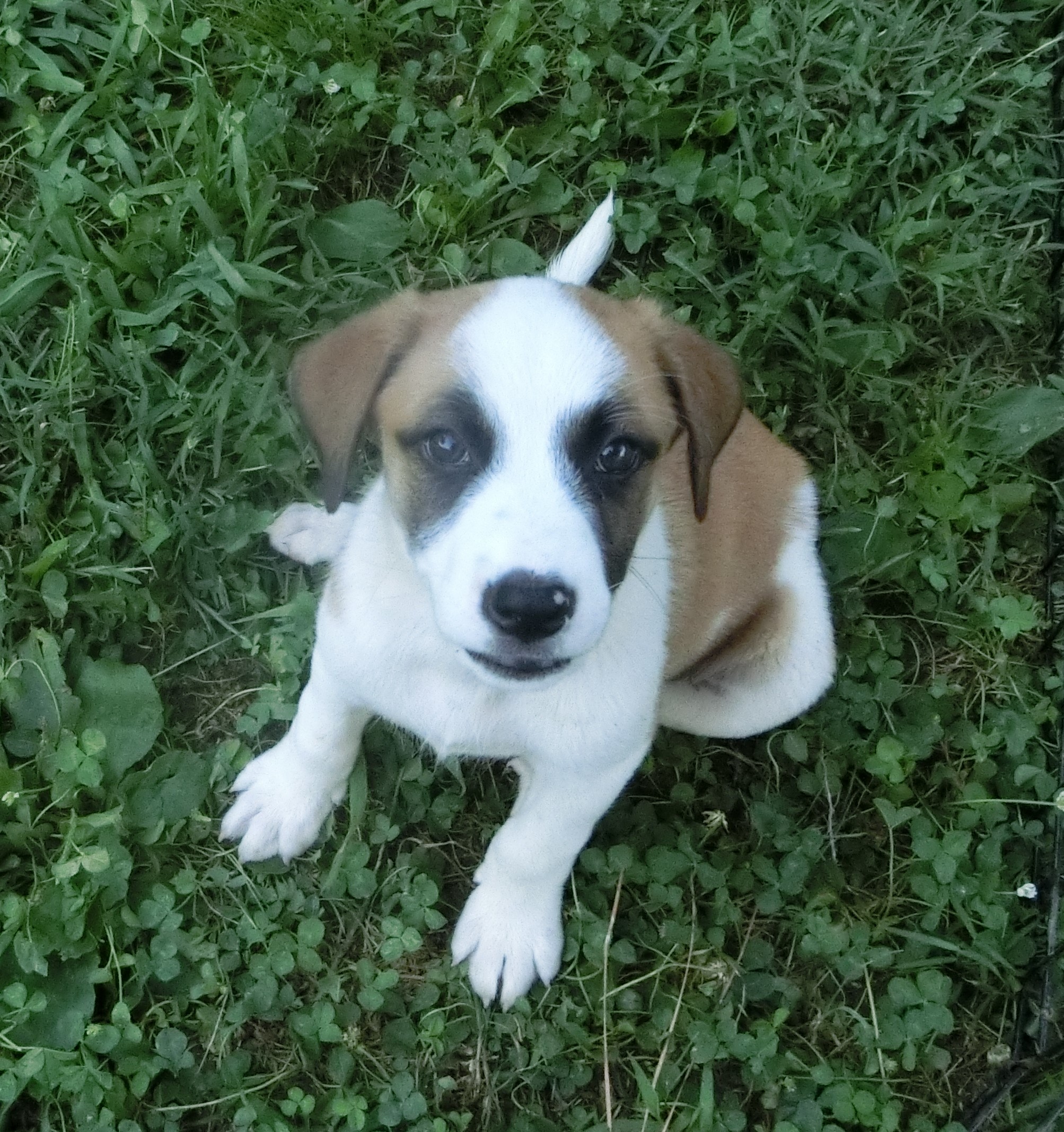 Lily A