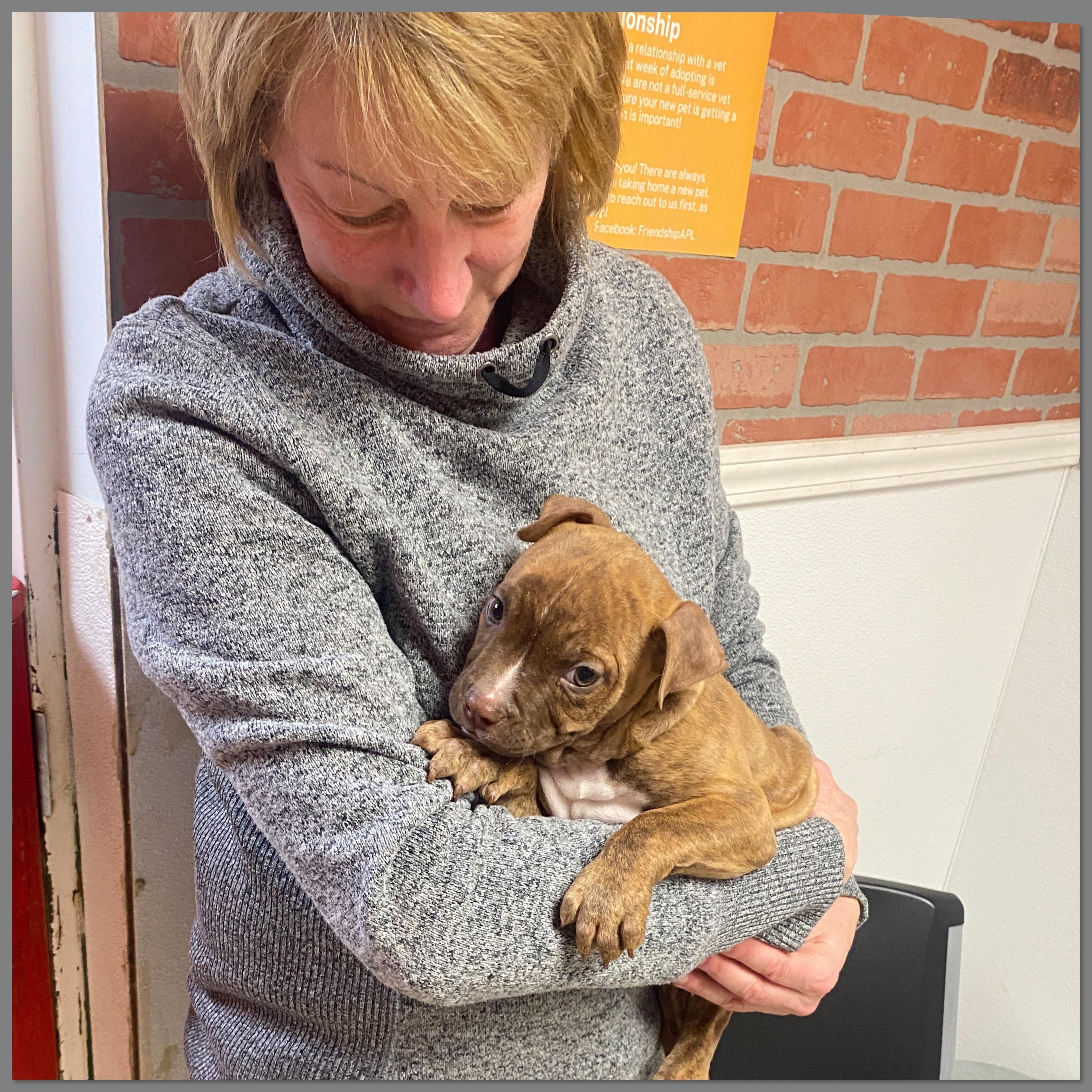 Enlarge Cisco, a Adoptable mixed breed in Elyria, OH image 3/6