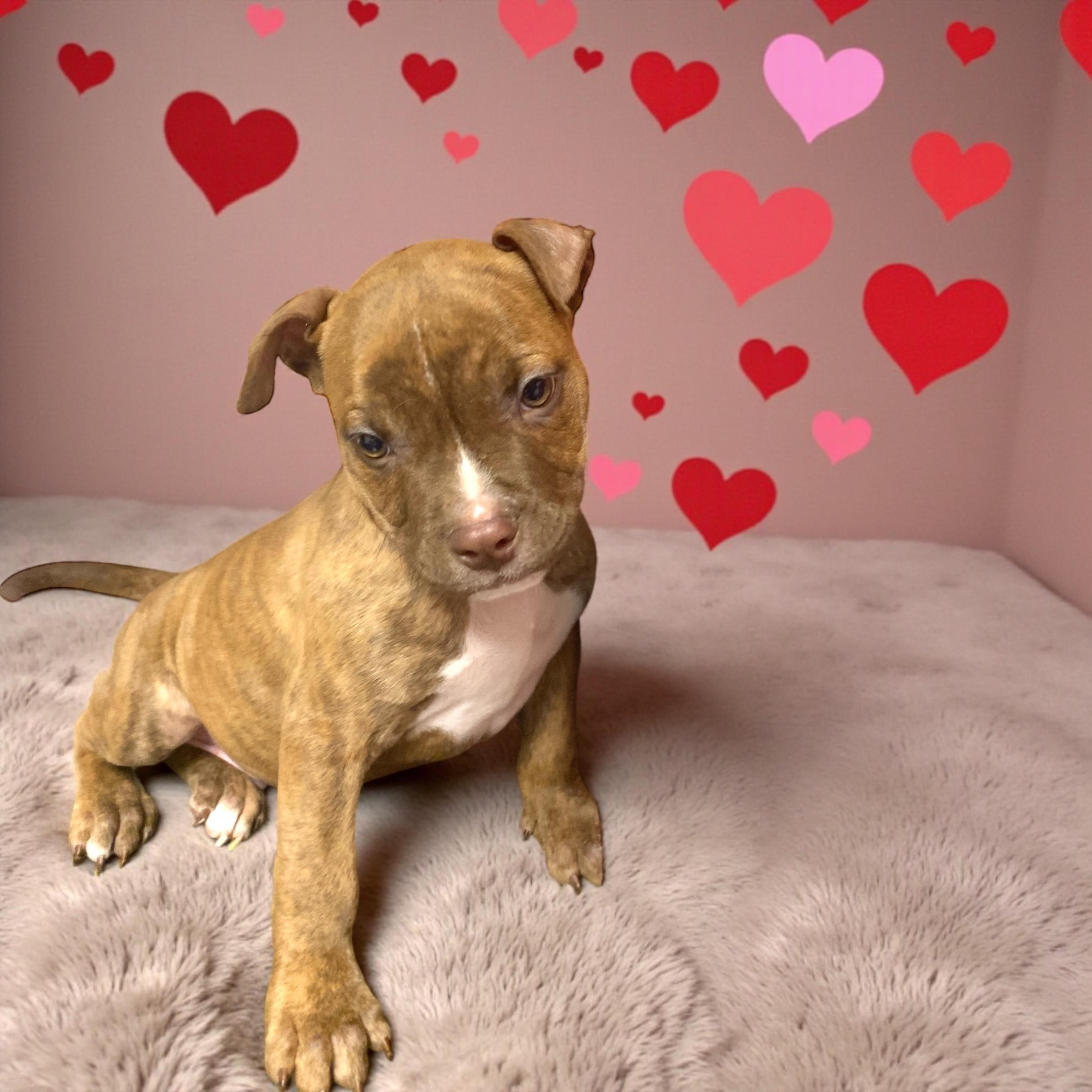 Enlarge Cisco, a Adoptable mixed breed in Elyria, OH image 2/6