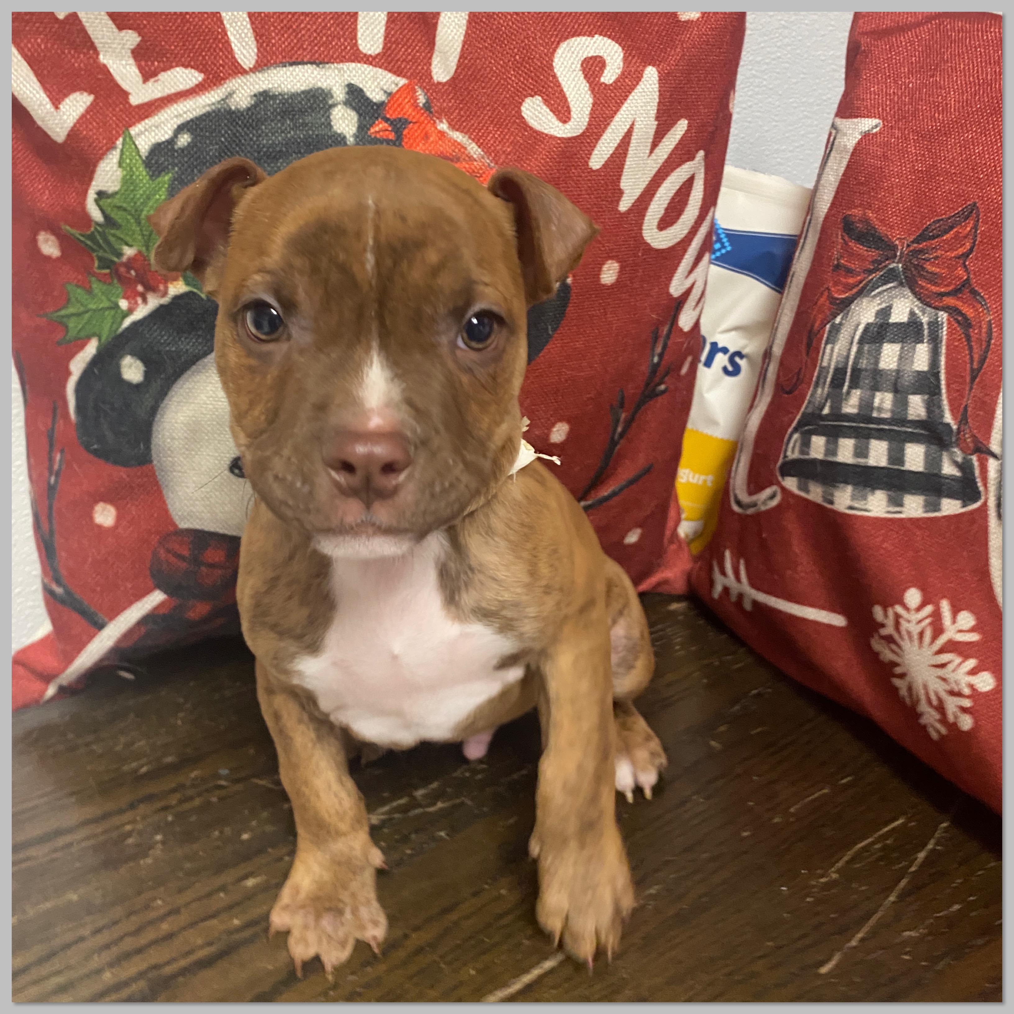 Enlarge Cisco, a Adoptable mixed breed in Elyria, OH image 6/6