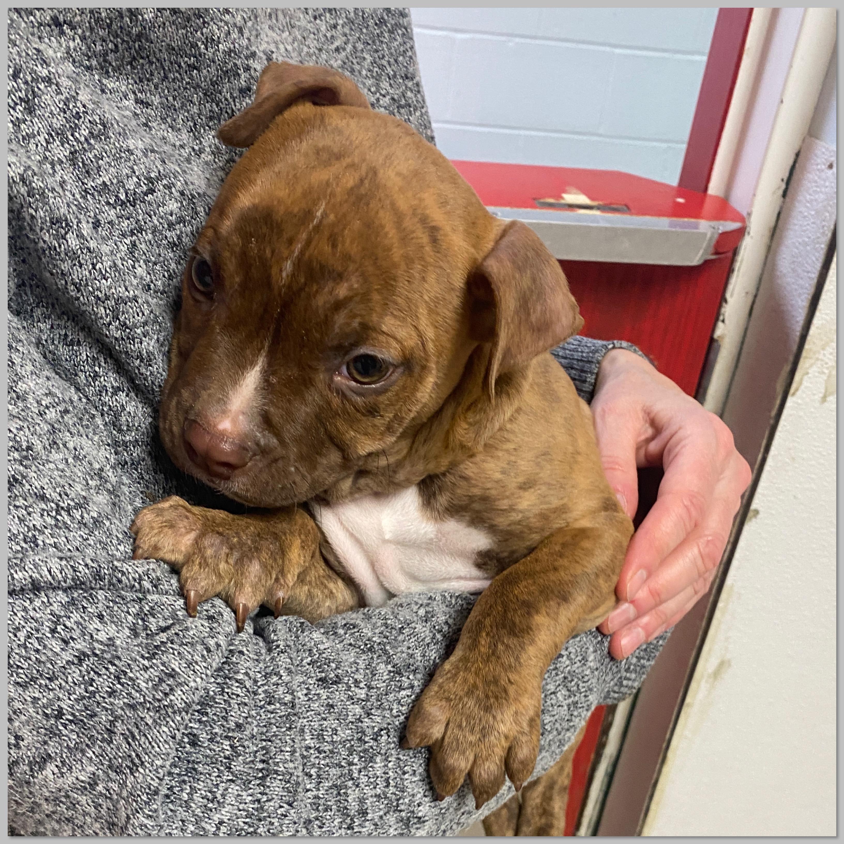 Enlarge Cisco, a Adoptable mixed breed in Elyria, OH image 5/6