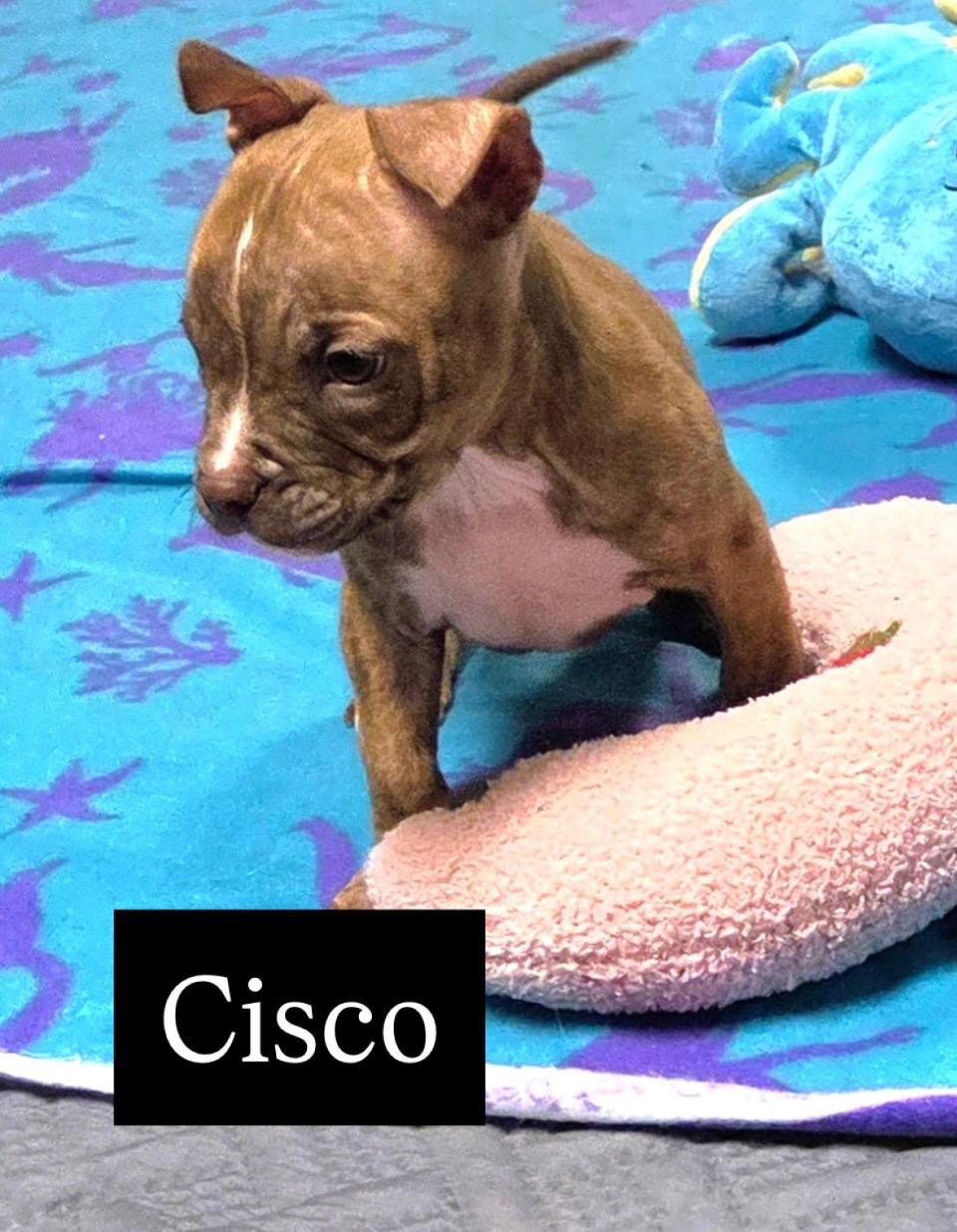 Enlarge Cisco, a Adoptable mixed breed in Elyria, OH image 4/6