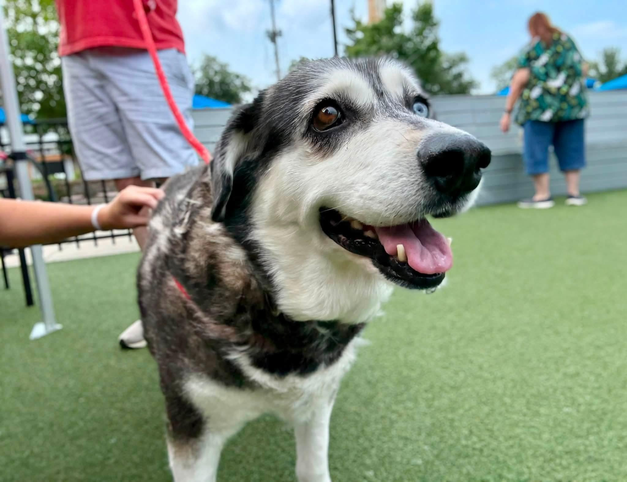 Enlarge Arden (Flystrike Mama Dog), a Adoptable mixed breed in Lewis Center, OH image 1/6