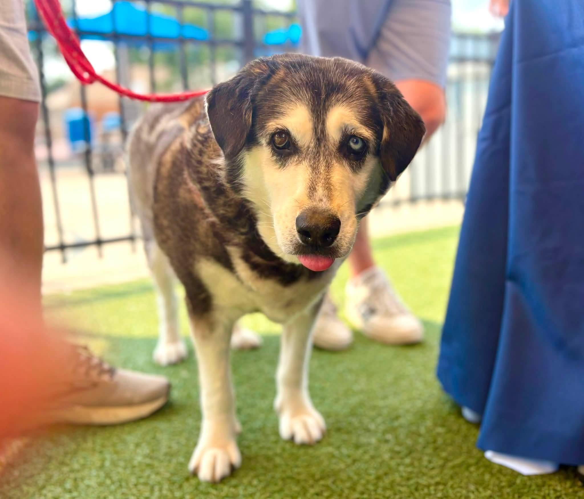 Enlarge Arden (Flystrike Mama Dog), a Adoptable mixed breed in Lewis Center, OH image 2/6