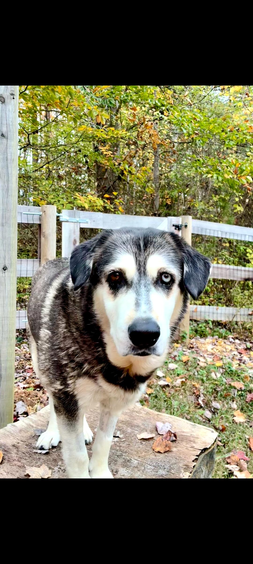 Enlarge Arden (Flystrike Mama Dog), a Adoptable mixed breed in Lewis Center, OH image 3/6
