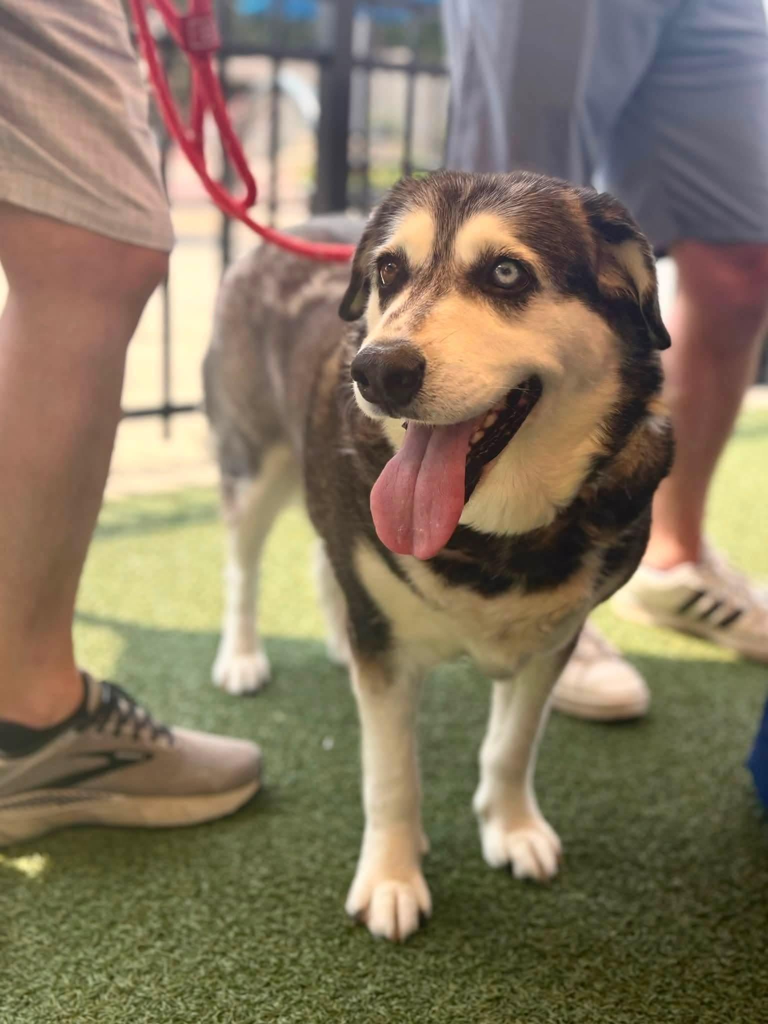 Enlarge Arden (Flystrike Mama Dog), a Adoptable mixed breed in Lewis Center, OH image 4/6