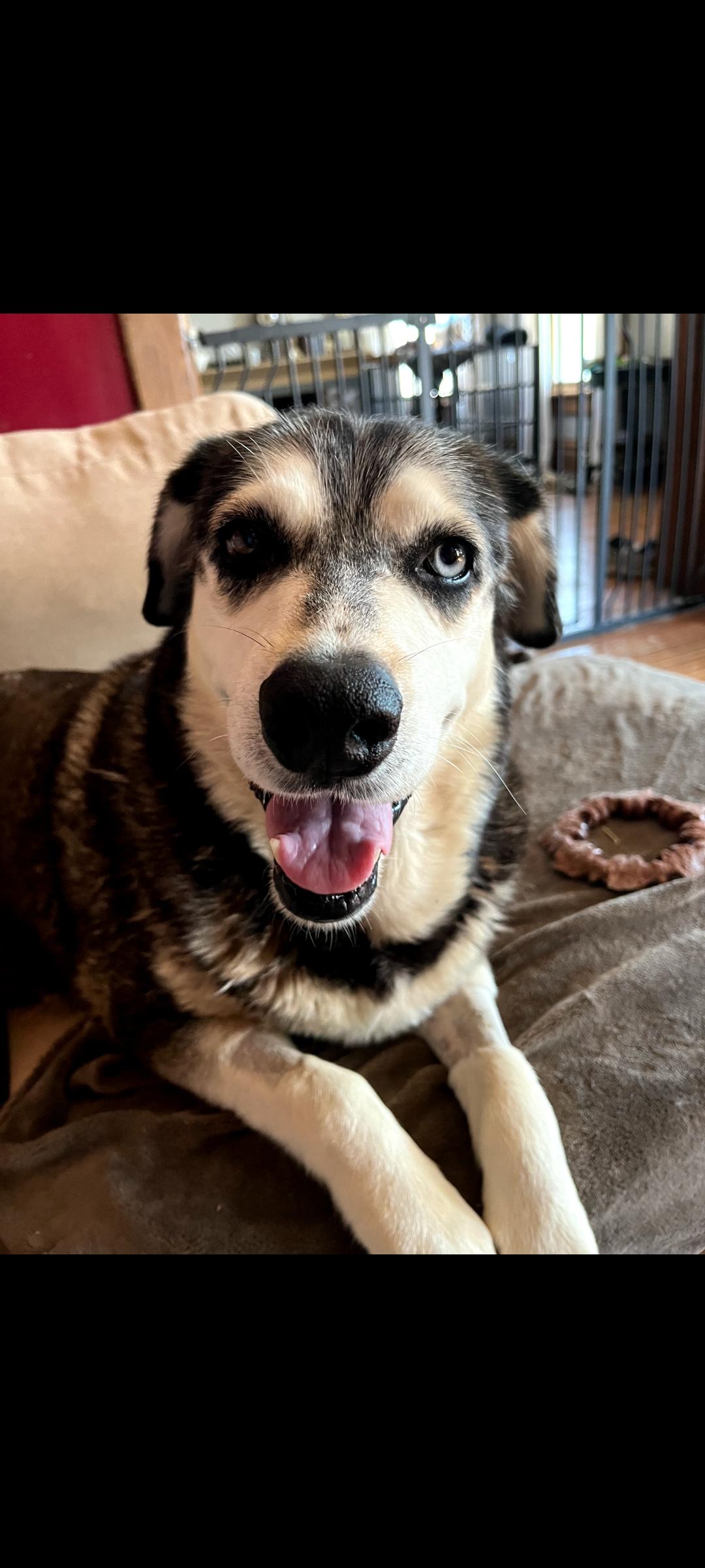 Enlarge Arden (Flystrike Mama Dog), a Adoptable mixed breed in Lewis Center, OH image 5/6