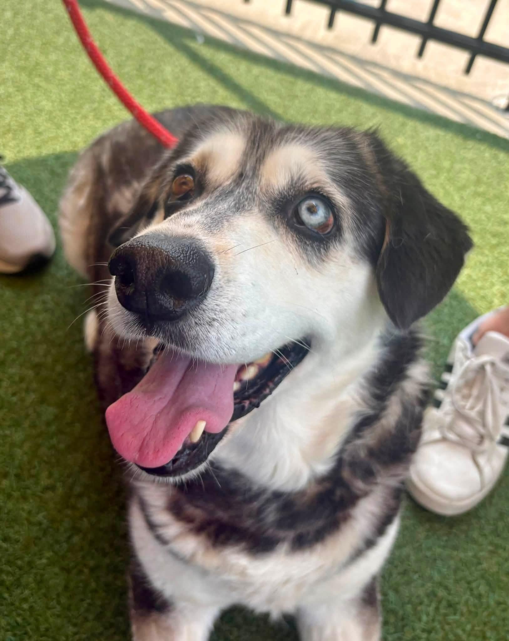 Enlarge Arden (Flystrike Mama Dog), a Adoptable mixed breed in Lewis Center, OH image 6/6