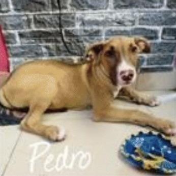 Pedro, Adoptable, Young Male Mixed Breed.