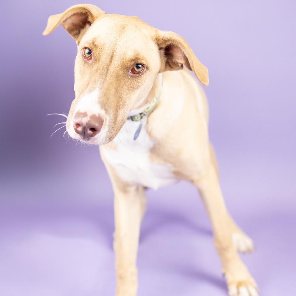 Enlarge Pedro, a Adoptable Mixed Breed in Portland, OR image 2/2
