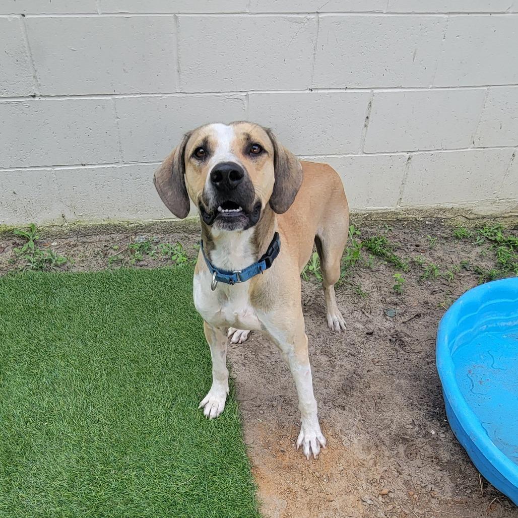 Enlarge Jay, a Adoptable Mixed Breed in Lake Panasoffkee, FL image 1/3