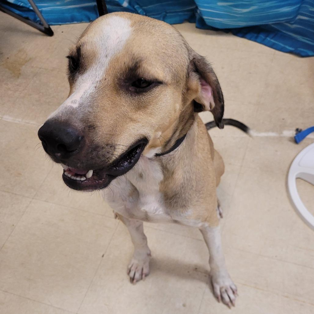 Enlarge Jay, a Adoptable Mixed Breed in Lake Panasoffkee, FL image 2/3