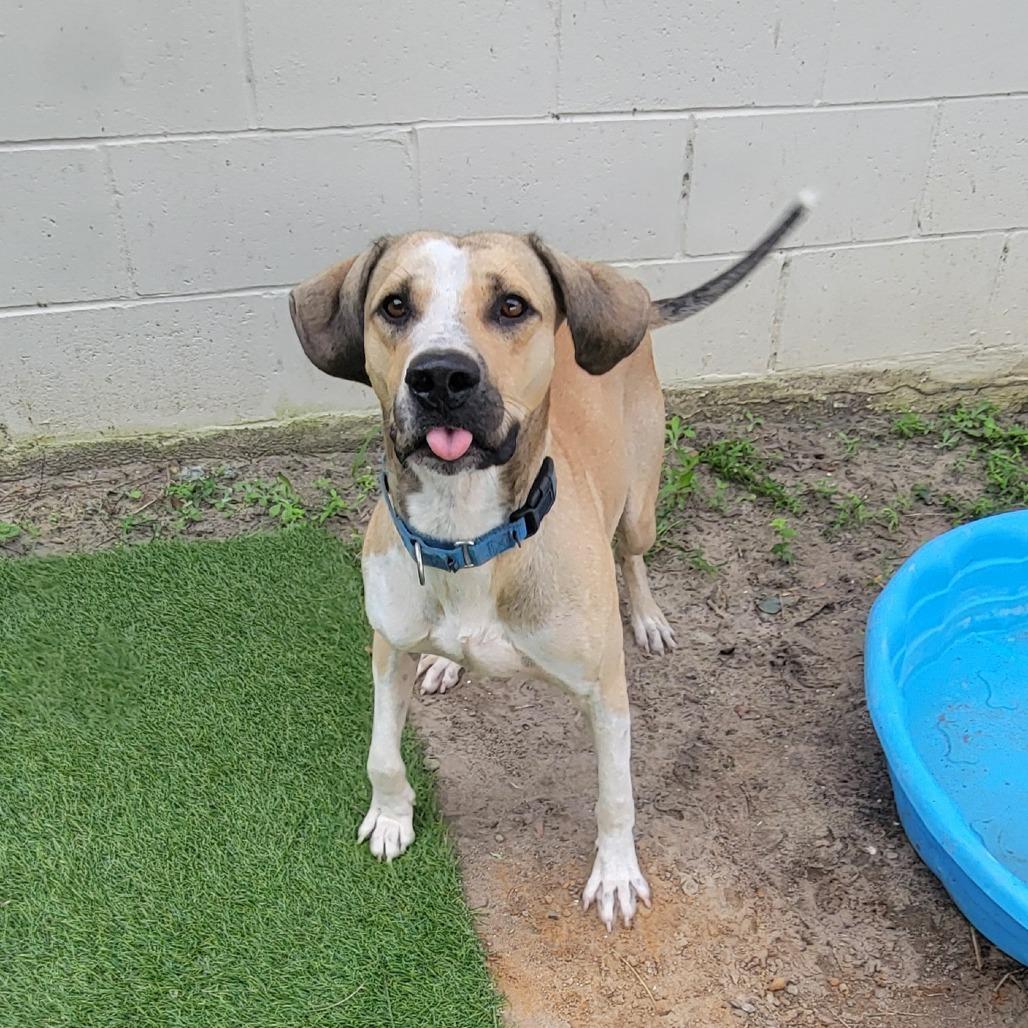 Enlarge Jay, a Adoptable Mixed Breed in Lake Panasoffkee, FL image 3/3